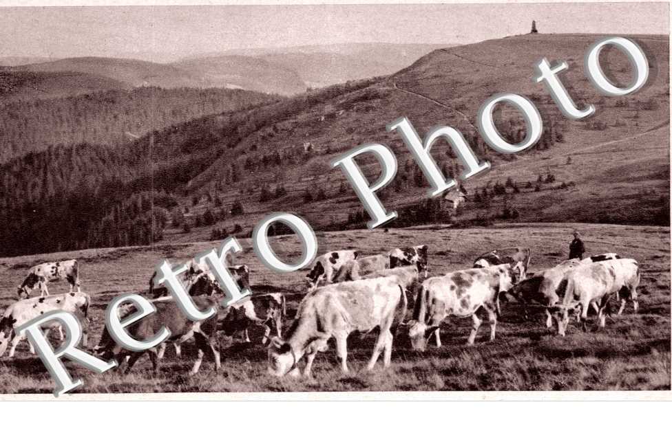Paysage de Campagne avec Vaches