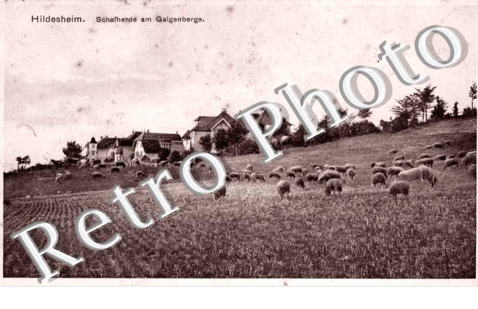 Schafherde am Galgenberge