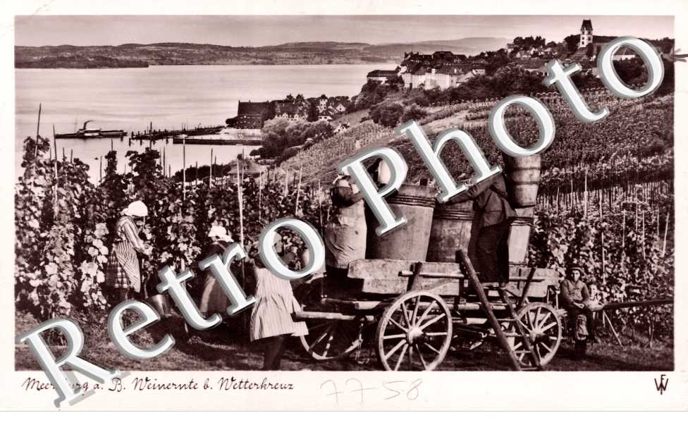 Travail dans les vignes