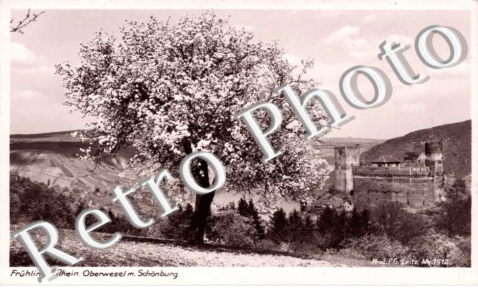 Fruhling am Rhein