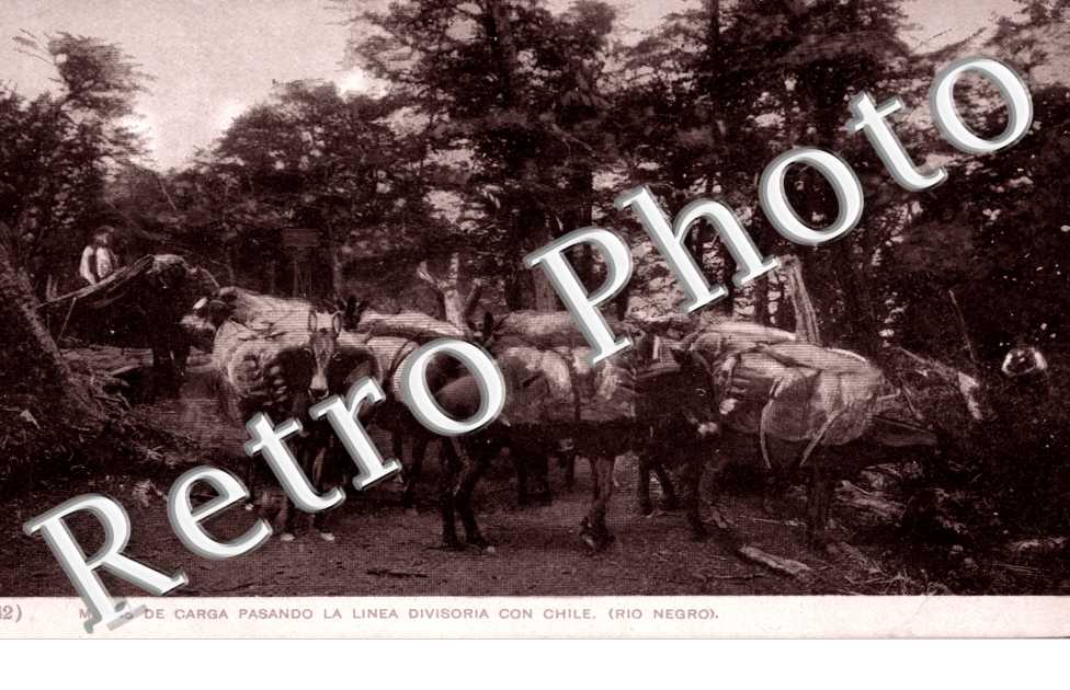 Mulas de carga