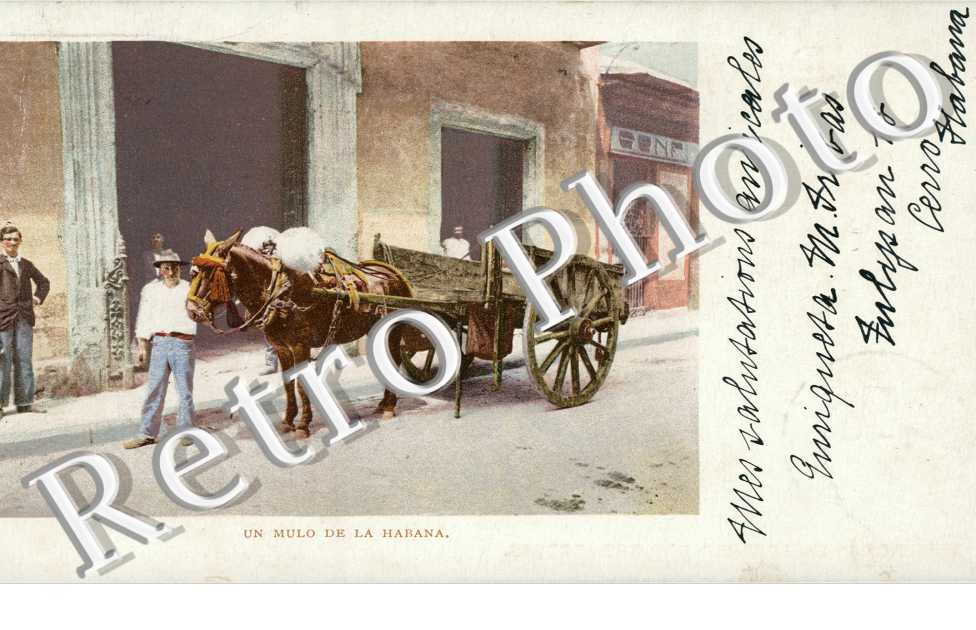 Mulo de la Habana 