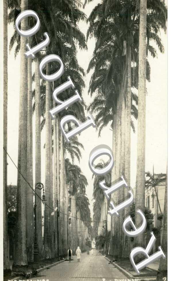Allée de Palmiers