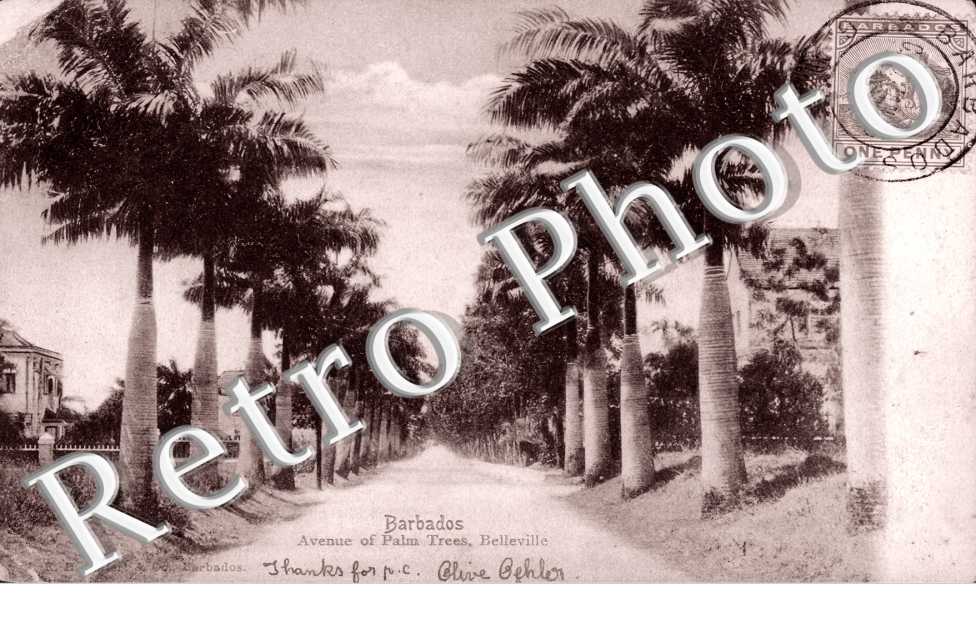 Avenue of Palm Trees, Belleville