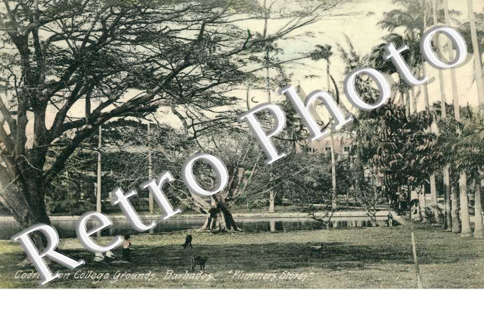 Codrington College Grounds