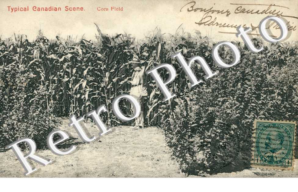 Corn Field, Typical Canadian scene
