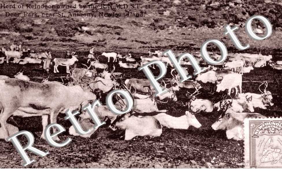 Deer Park, Herd of Reindeer