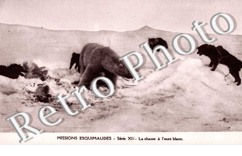 Chasse a l'ours blanc