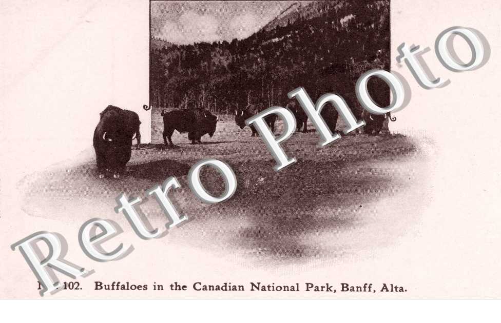 buffaloes in the canadian national park