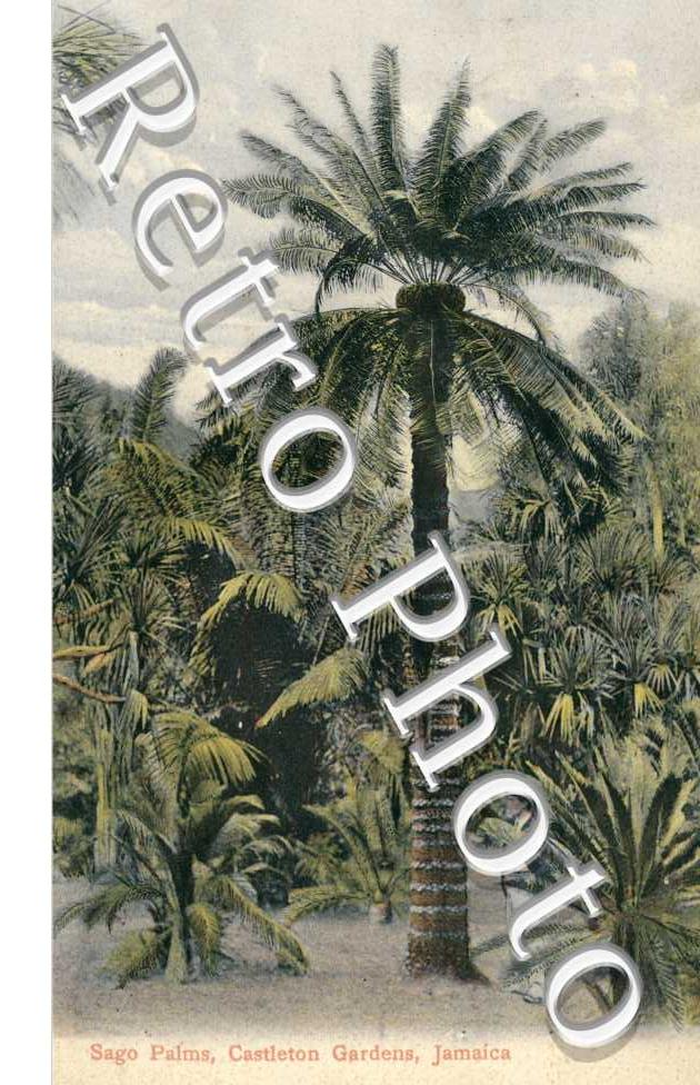 Sago Palms, Castleton Gardens