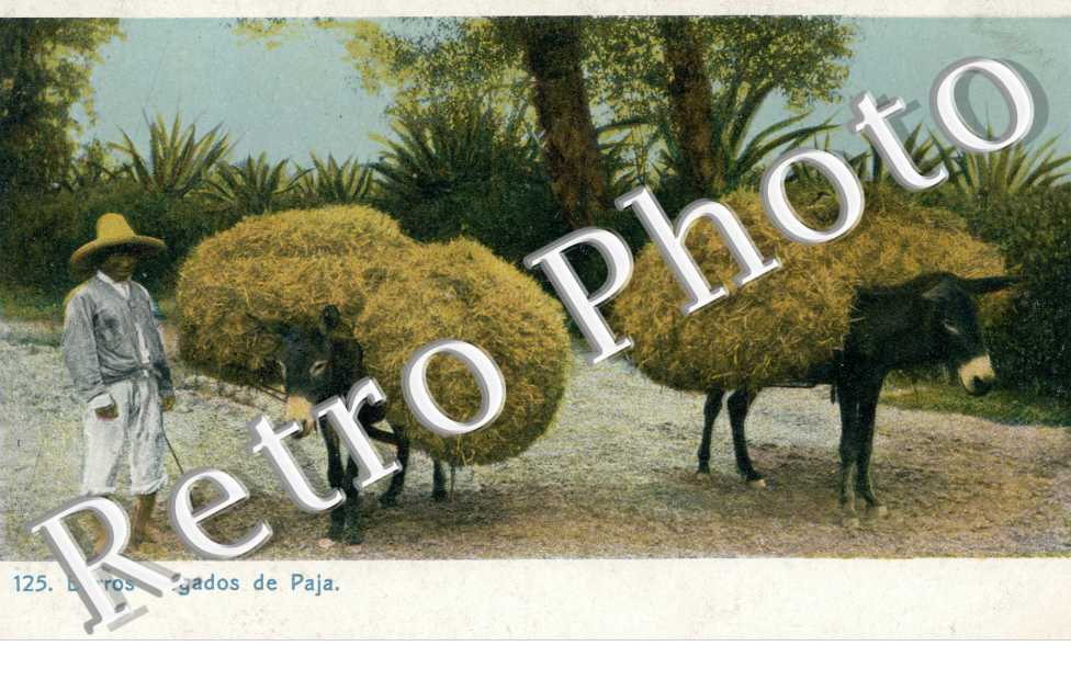 Burros cargados de Paja