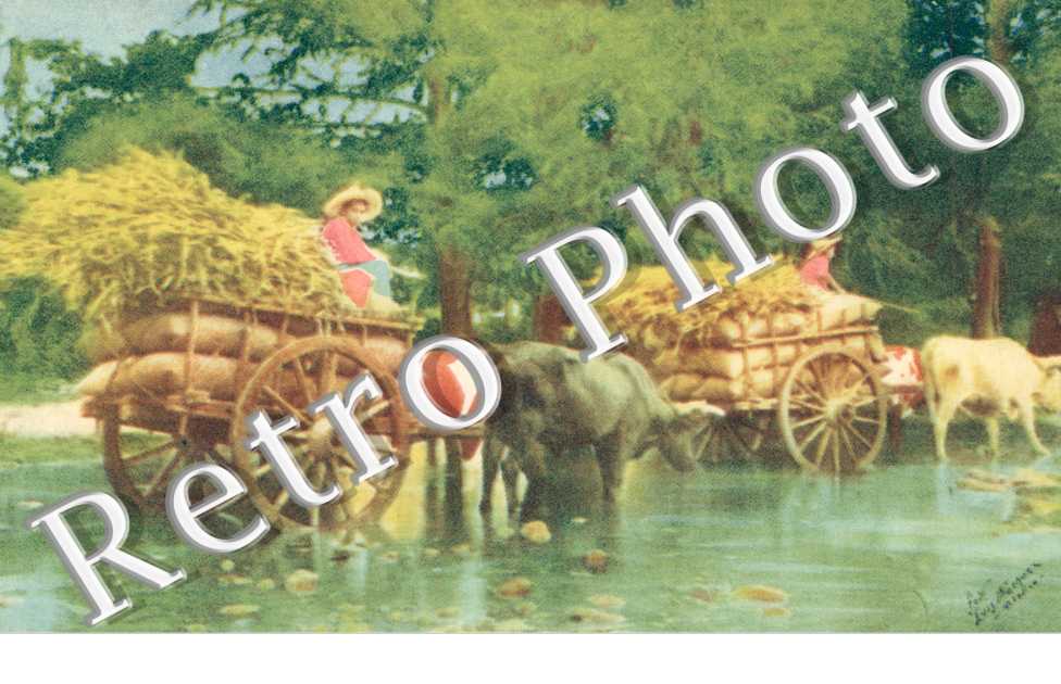 the typical Ox-Cart