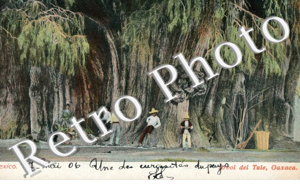 Arbol del Tule