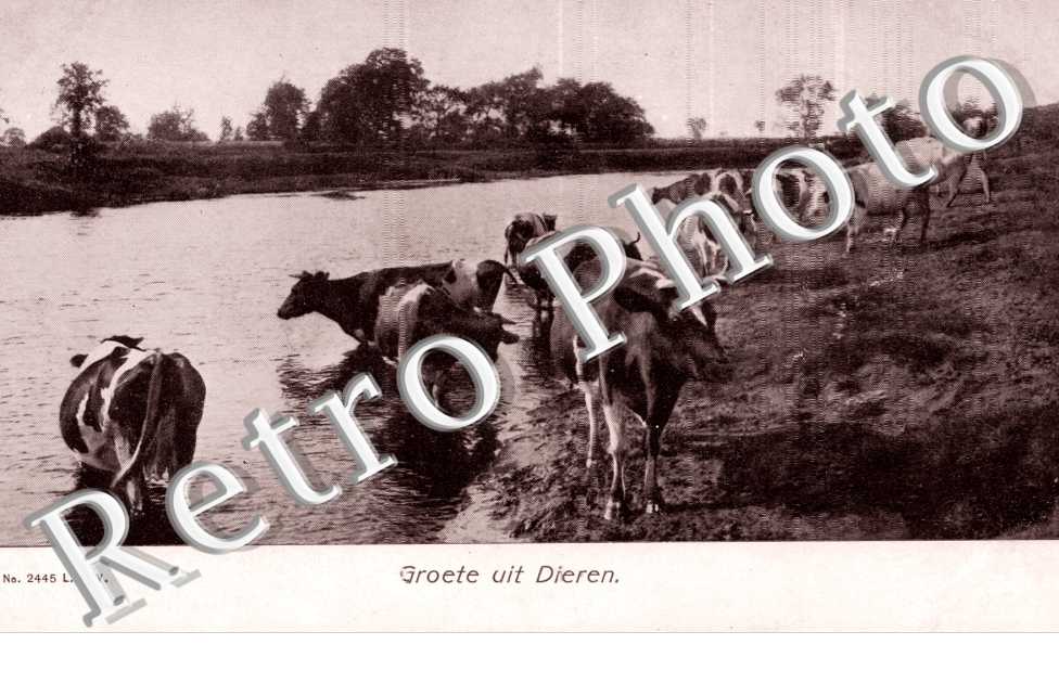 groete uit Dieren