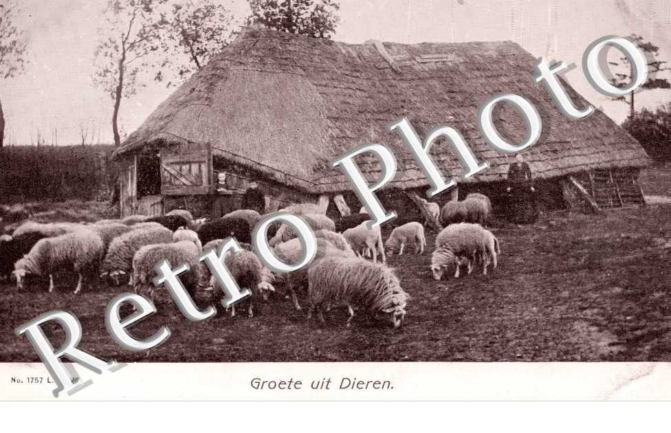 groete uit Dieren