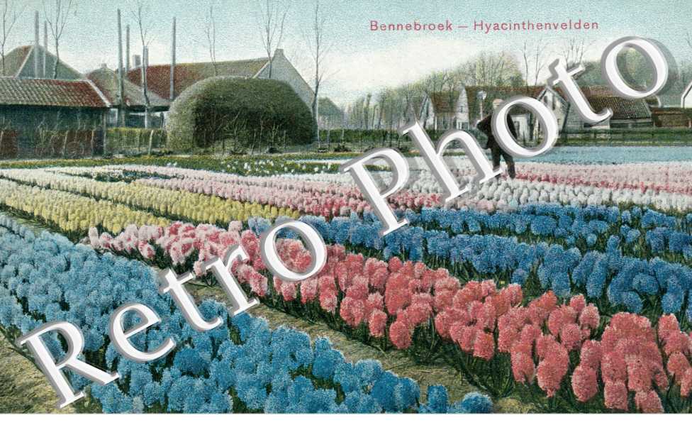hyacinthenvelden