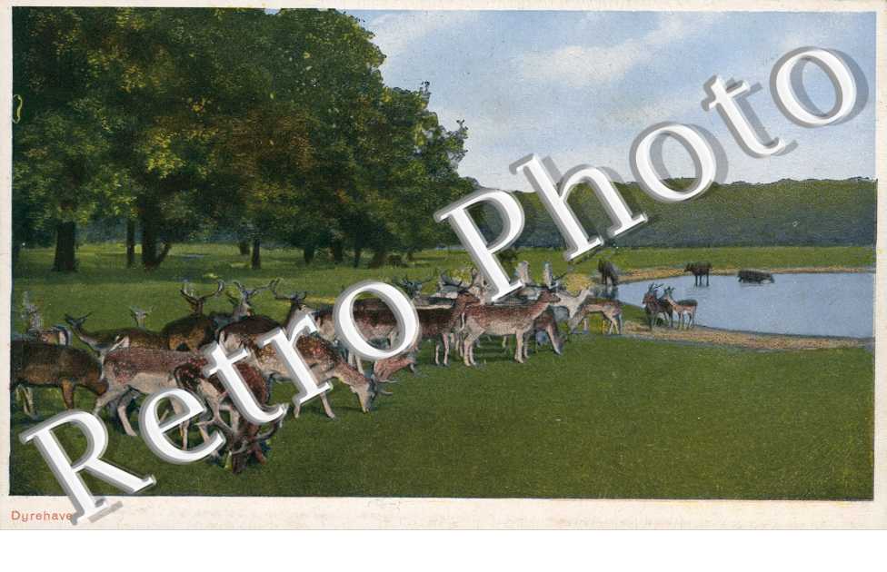 Elans dans un parc