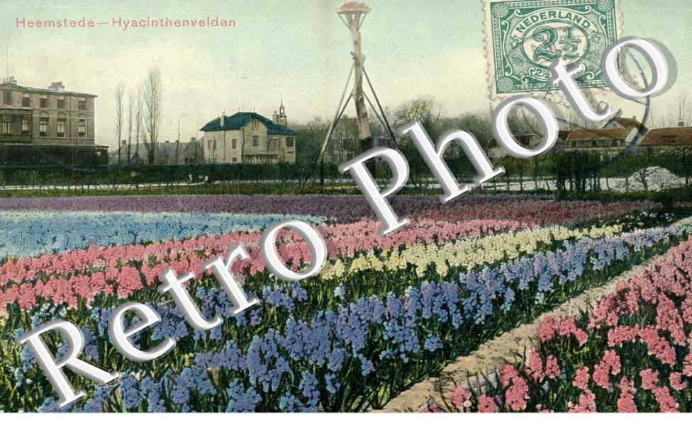 Hyacinthenvelden