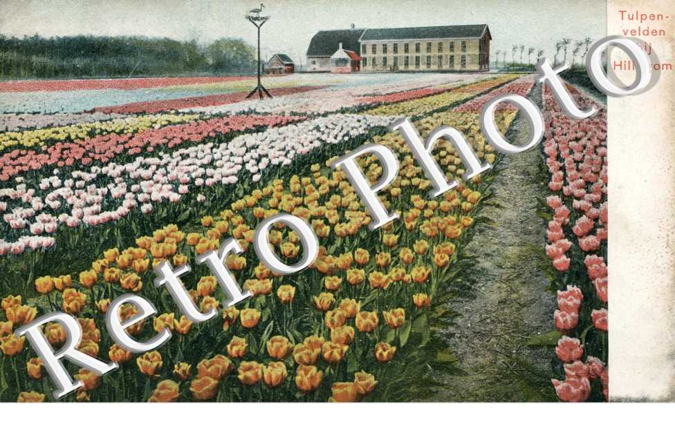 Tulpenvelden