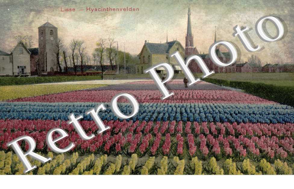 hyacinthenvelden