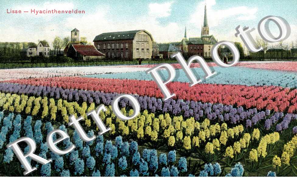 hyacinthenvelden