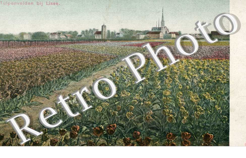 tulpenvelden bij Lisse
