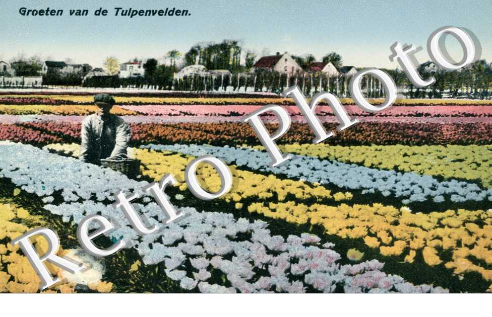 groten van de Tulprnvelden