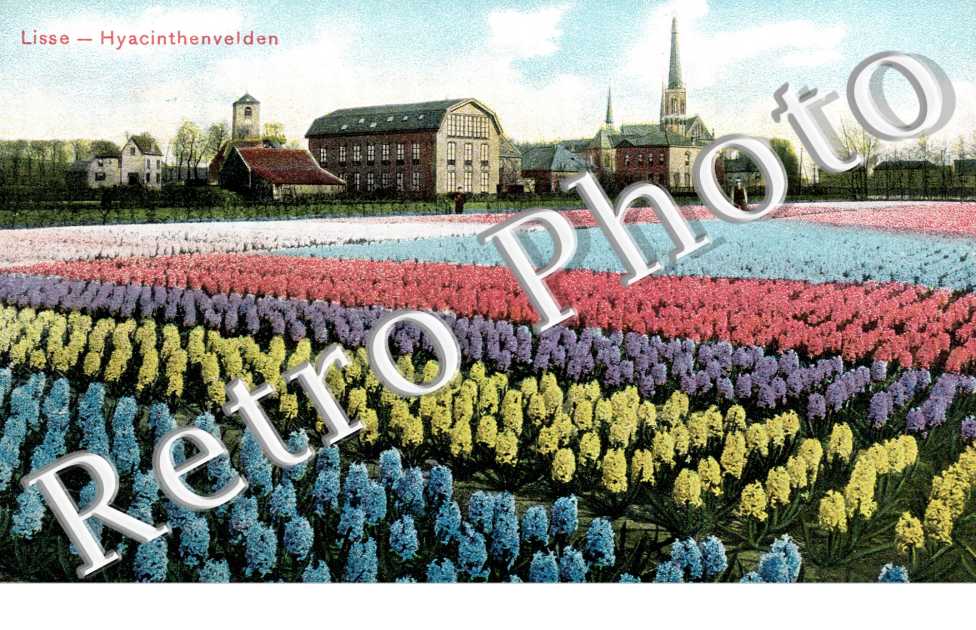 hyacinthenvelden