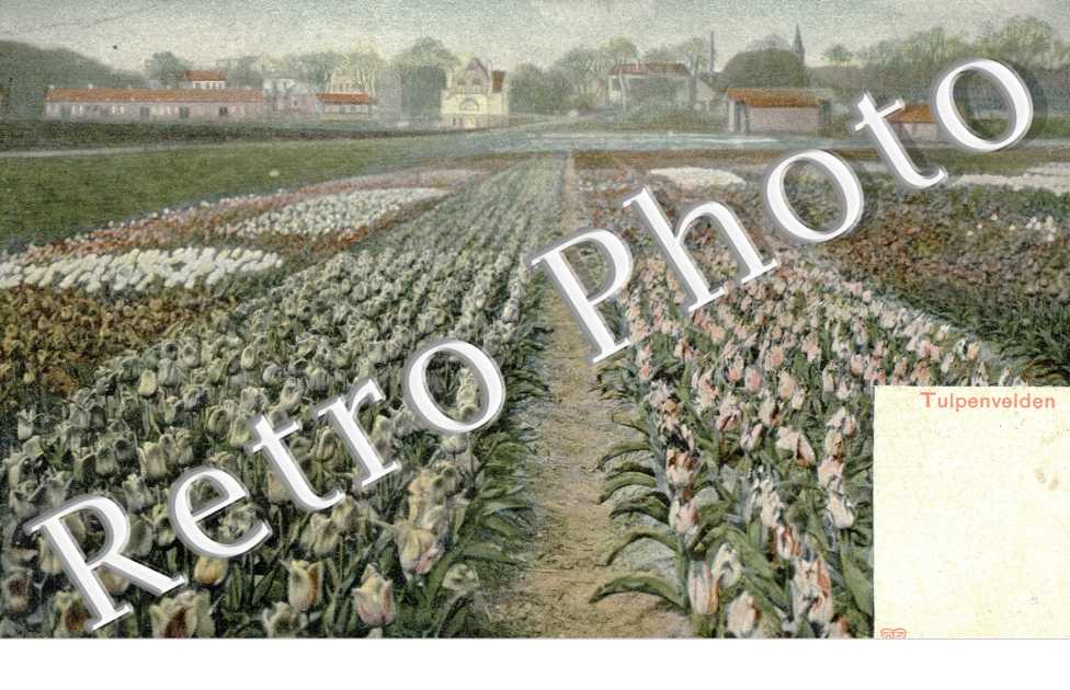 tulpenvelden