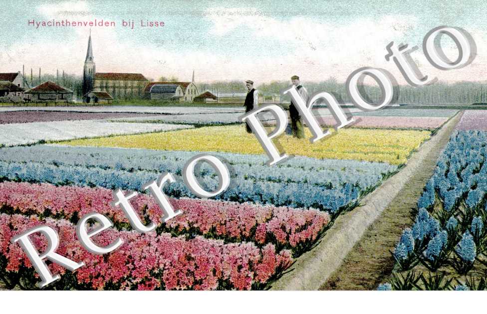 hyacinthenvelden bij Lisse