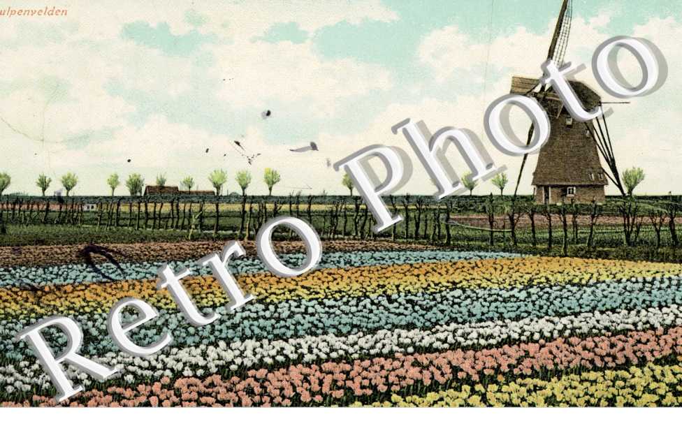 tulpenvelden
