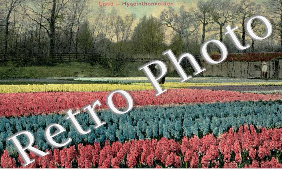 hyacinthenvelden