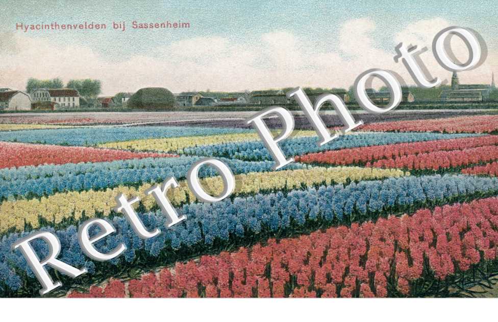 Hyacinthenvelden