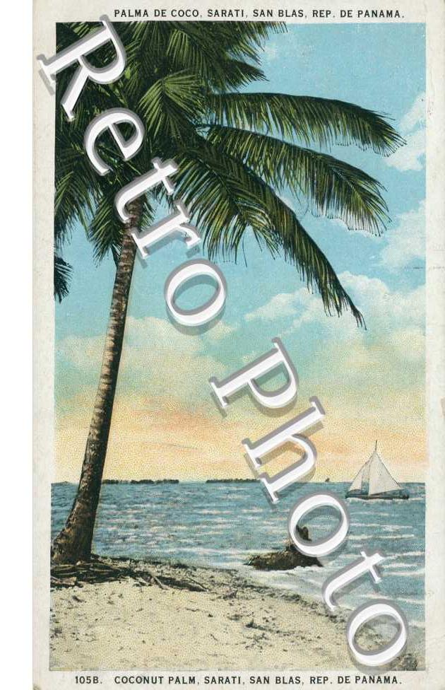 Palma de coc, Sarati, San Blas, Coconut Palm