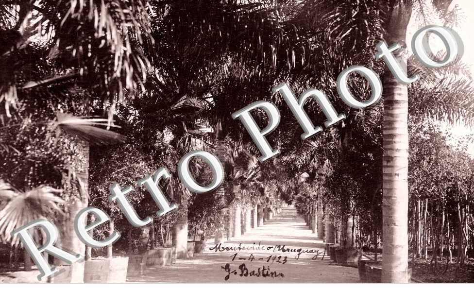 Une Allée Arborée