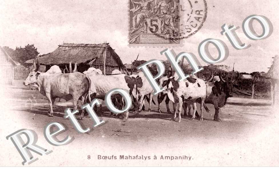 Boeufs Mahafalys a Ampanihy