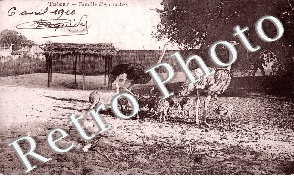Famille d'Autruches