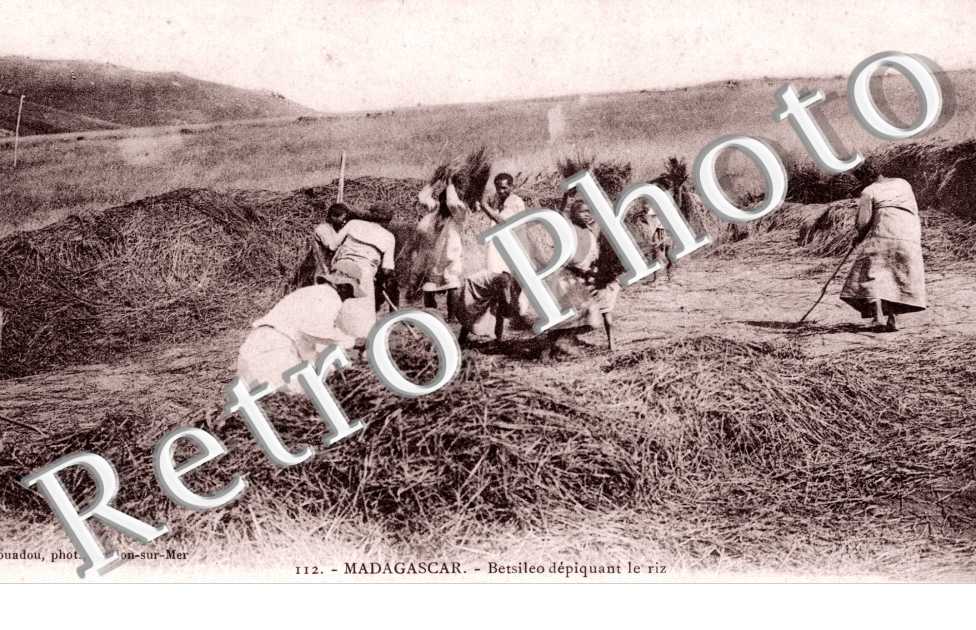 Betsileo depiquant le riz