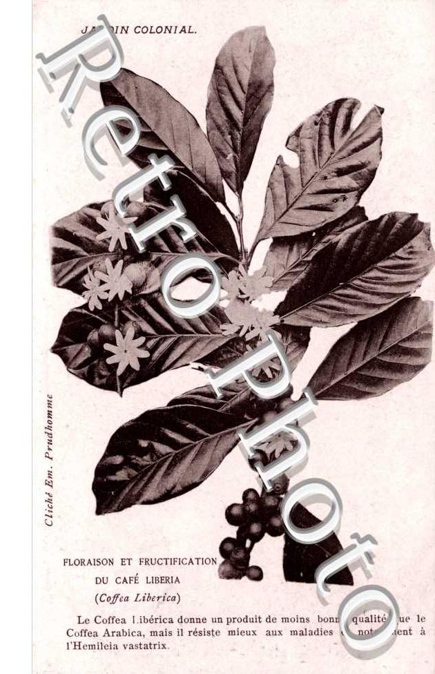 Floraison et Fructification du café Libéria