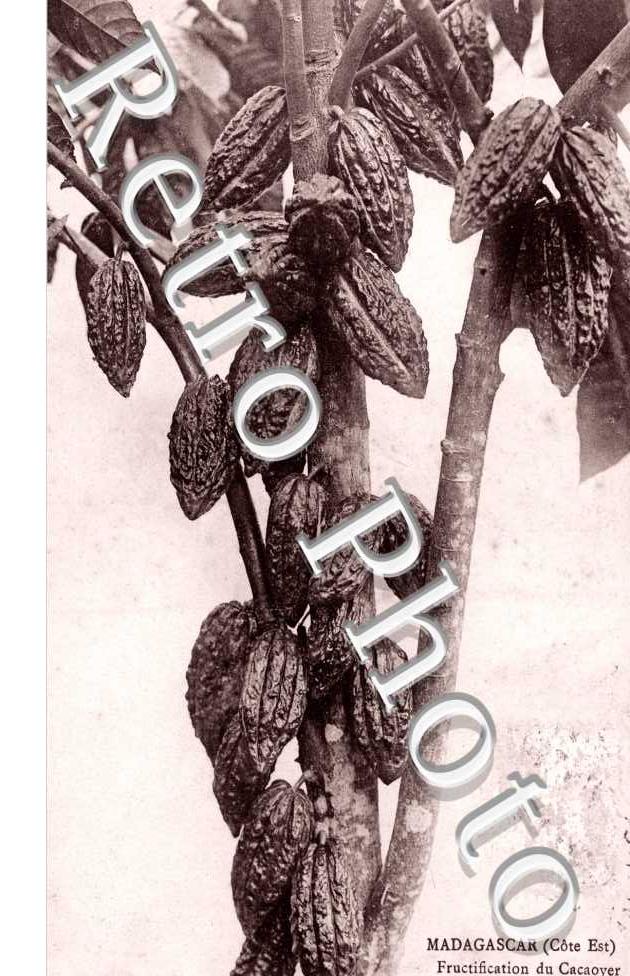Fructification du Cacaoyer