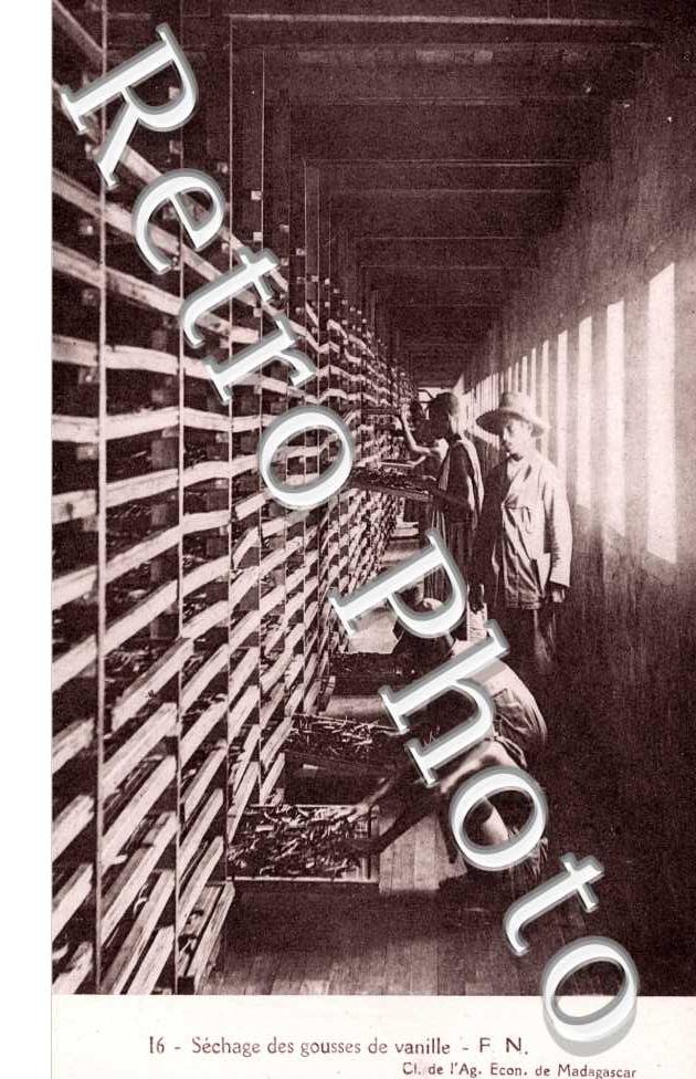 Sechage des gousses de vanille
