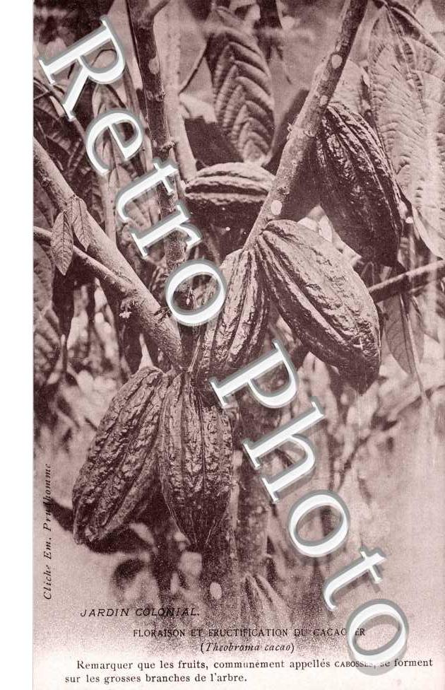 Floraison et Fructification du Cacaoyer