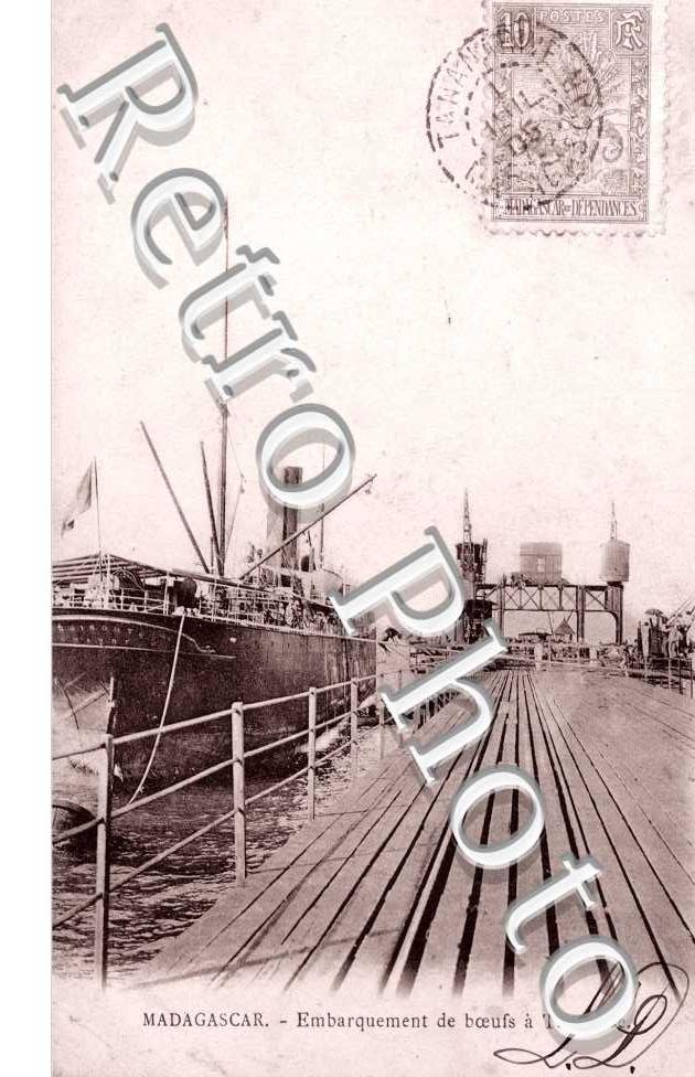 Embarquement de bœufs