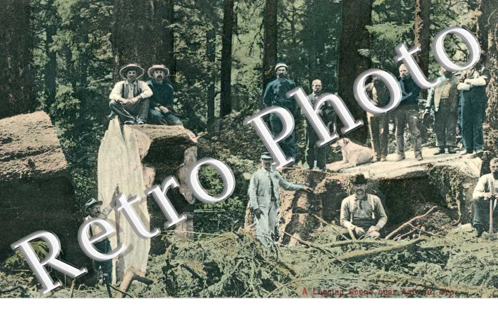 A Logging Scene