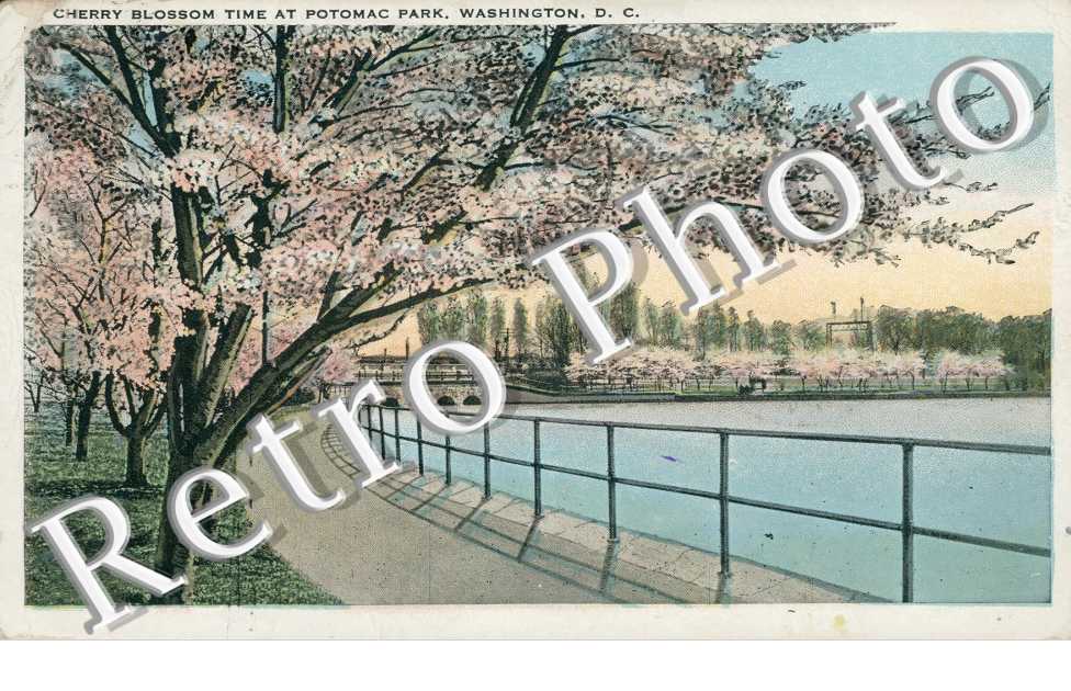 Cherry Blossom Time at Potomac Park