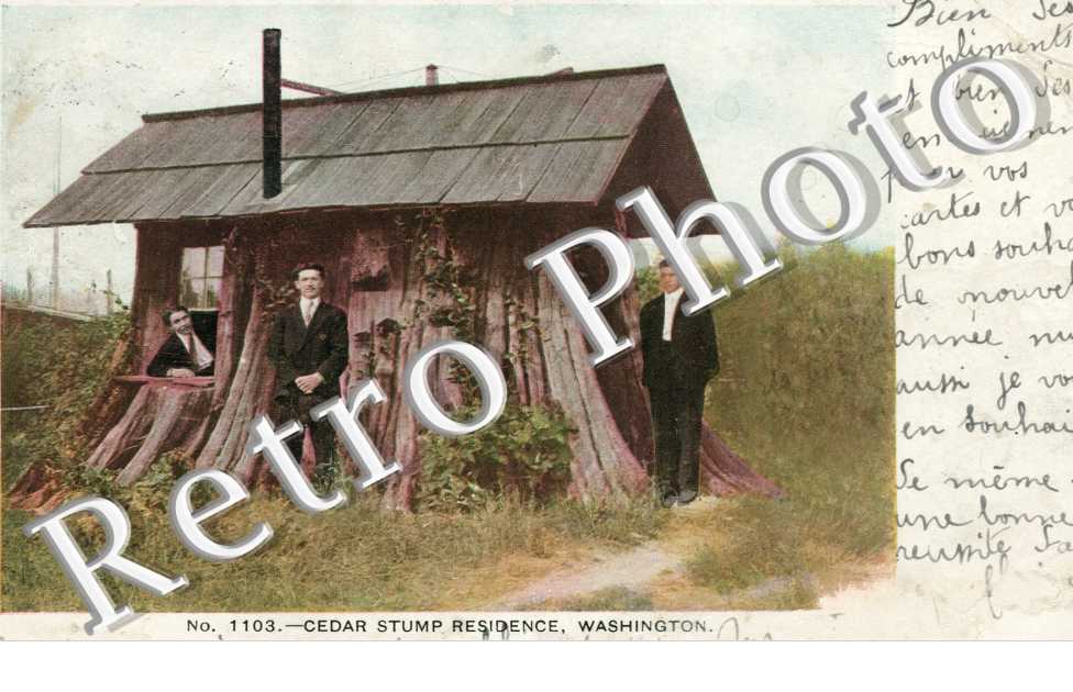 Cedar Stump Residence