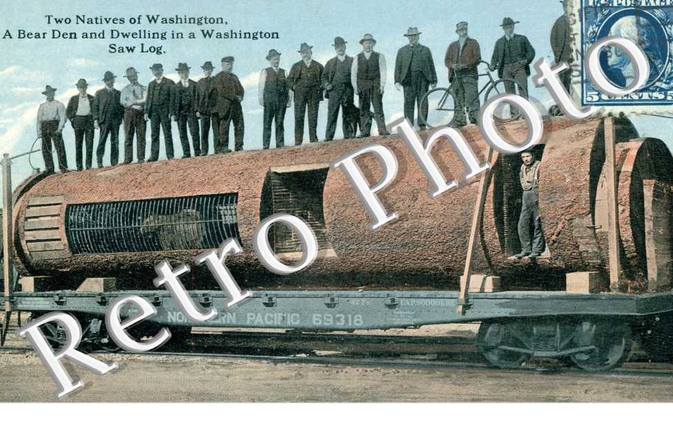 Two natives of Washington, A Bear den and dwelling in a Washington Saw Log