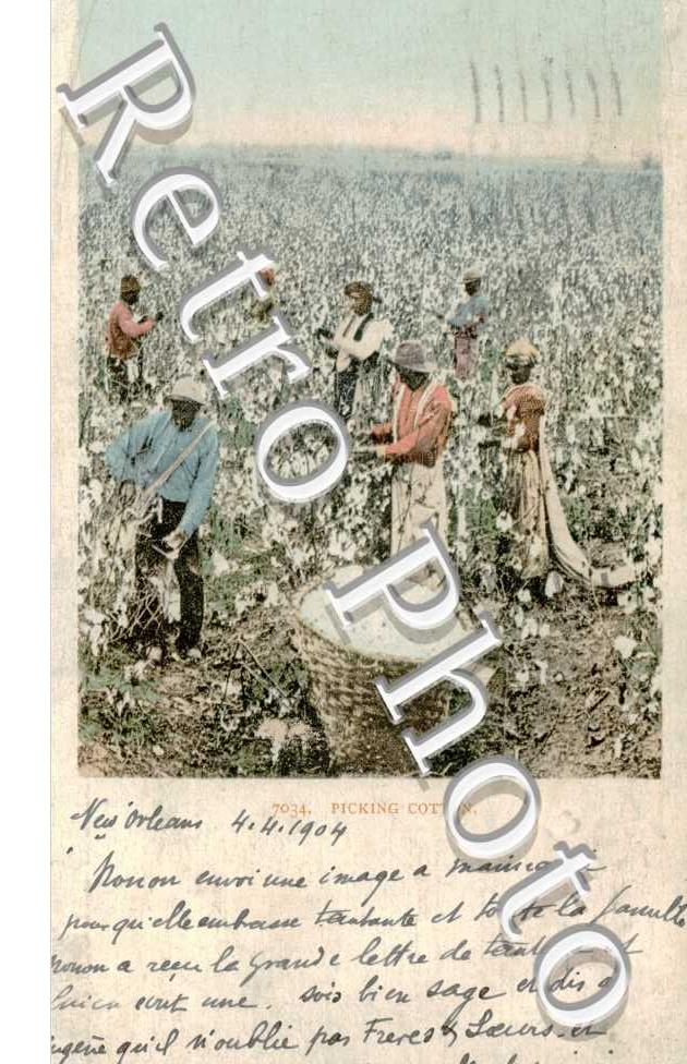 Picking Cotton