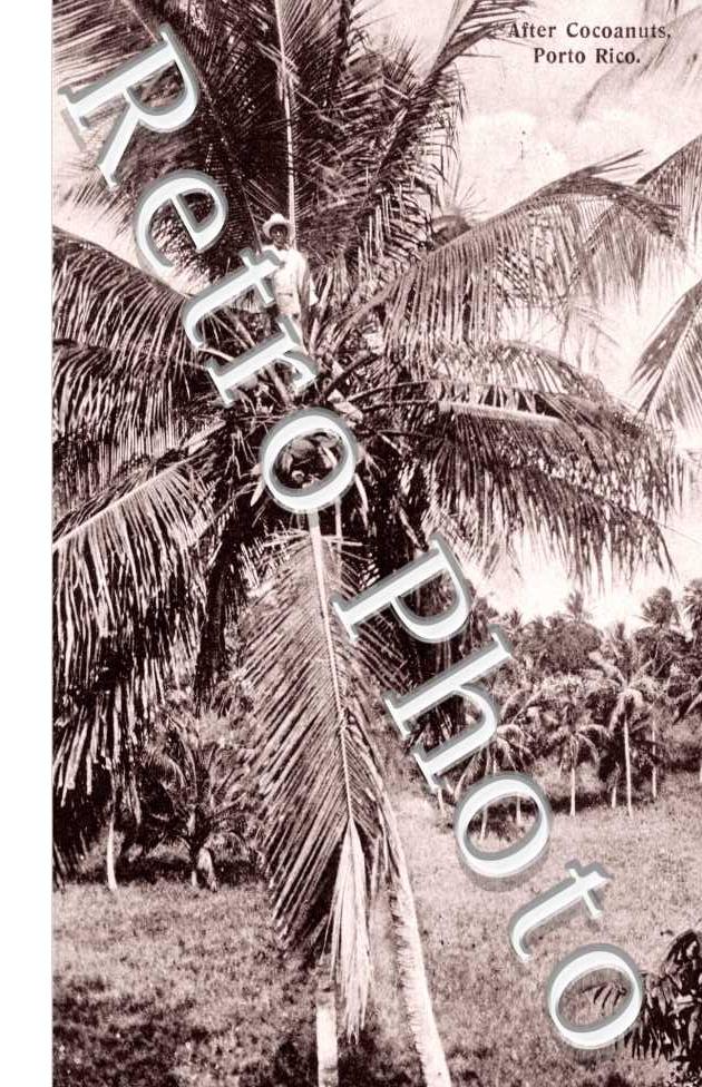 After Cocoanuts, Porto Rico
