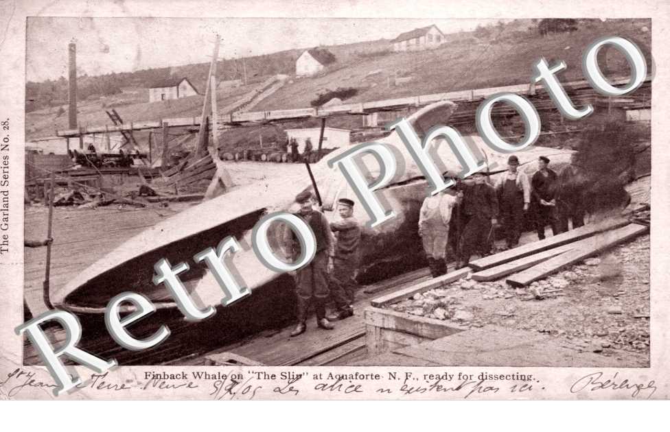 Finback Whale on The Slip at Aquaforte - N. F. ready for dissecting